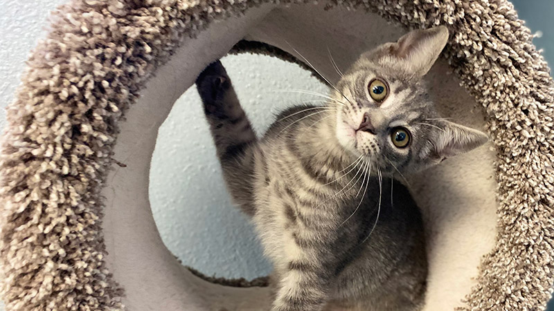 Photo of playful kitten in a round cubby